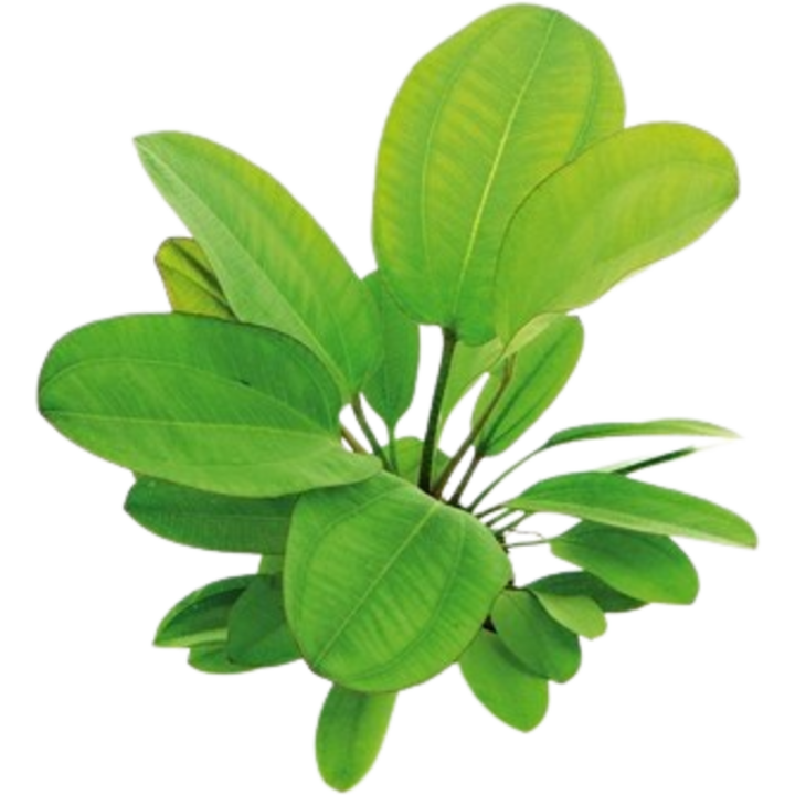 Dennerle Plants Echinodorus - Small Bear - 1 Stk