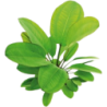 Dennerle Plants Echinodorus - Small Bear - 1 Stk