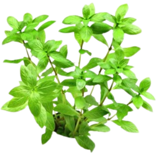 Dennerle Plants Hygrophila polysperma - 1 Stk