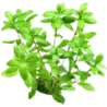 Dennerle Plants Hygrophila polysperma - 1 Stk