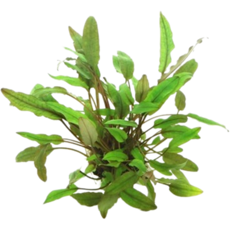 Dennerle Plants Cryptocoryne beckettii - 1 Stk