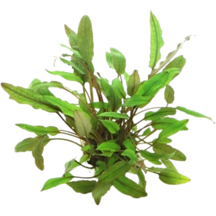 Dennerle Plants Cryptocoryne beckettii - 1 Stk