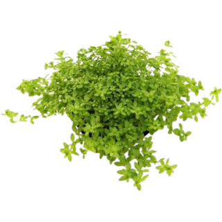 Dennerle Plants Hemianthus glomeratus - 1 Stk