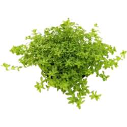 Dennerle Plants Hemianthus glomeratus - 1 Stk