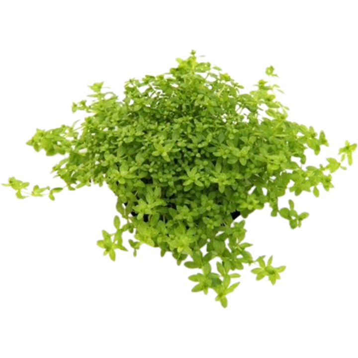 Dennerle Plants Hemianthus glomeratus - 1 Stk