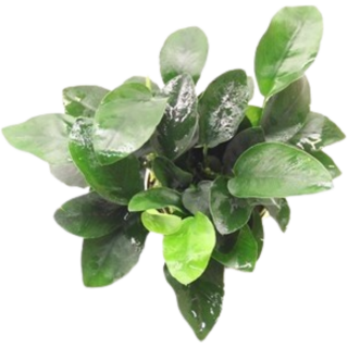 Dennerle Plants Anubias bart. var. nana - mehrtriebig - 1 Stk