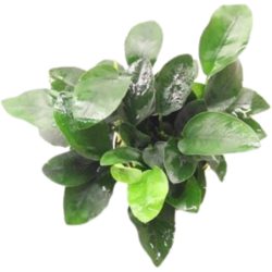 Dennerle Plants Anubias bart. var. nana - mehrtriebig - 1 Stk