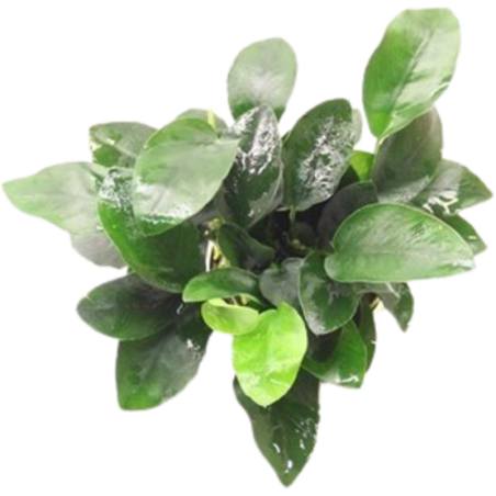 Dennerle Plants Anubias bart. var. nana - mehrtriebig - 1 Stk