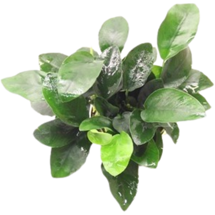 Dennerle Plants Anubias bart. var. nana - mehrtriebig - 1 Stk