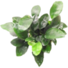 Dennerle Plants Anubias bart. var. nana - mehrtriebig - 1 Stk