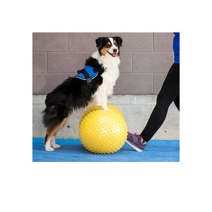 FitPAWS Trax Peanut - Geld