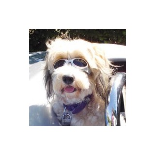 Cabrio-Brille für Hunde [Gr. S (Pupillenabstand ca. 7cm)]