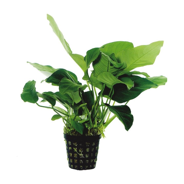 Aquafleur Anubias Barteri Nana Pflanze im 5 cm Topf