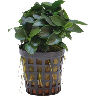 Aquafleur Anubias Nana Bonsai Mini-Pflanze im 5 cm Topf