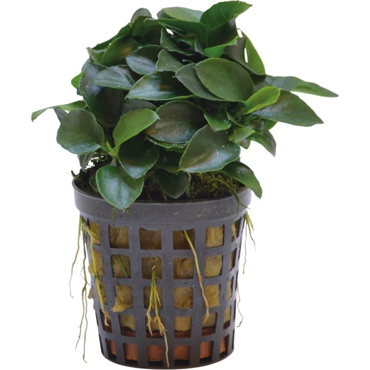 Aquafleur Anubias Nana Bonsai Mini-Pflanze im 5 cm Topf