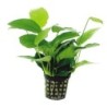 Aquafleur Anubias Nana Pflanze im 5 cm Topf
