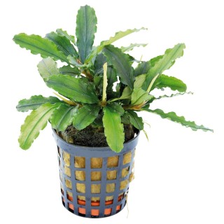 Aquafleur Bucephalandra Theia Grün im 5 cm Topf