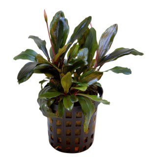 Aquafleur Bucephalandra Theia Pflanze im 5 cm Topf