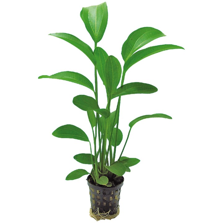 Aquafleur Echinodorus Radicans Pflanze im 5 cm Topf
