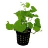 Aquafleur Hydrocotyle Leucocephala Pflanze im 5 cm Topf