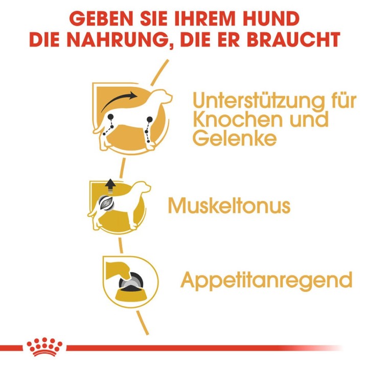 Royal Canin Dachshund Adult Hundefutter - Frischebeutel - 12 x 85 g