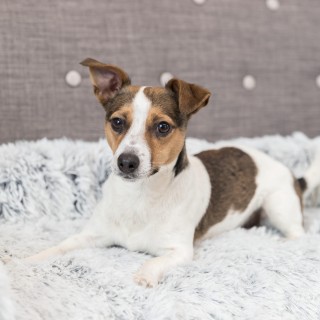 Trixie Polster-Schondecke Harvey - Grau/Weiß - 70 x 90 cm