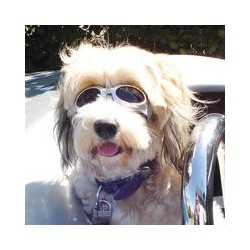 Cabrio-Brille für Hunde [Gr. M (Pupillenabstand ca. 8cm)]