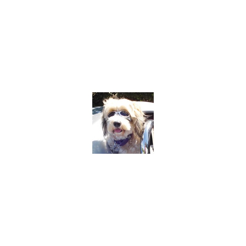 Cabrio-Brille für Hunde [Gr. M (Pupillenabstand ca. 8cm)]