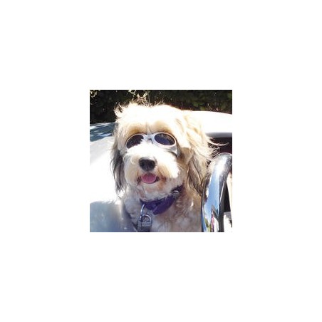 Cabrio-Brille für Hunde [Gr. M (Pupillenabstand ca. 8cm)]