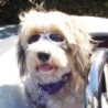 Cabrio-Brille für Hunde [Gr. M (Pupillenabstand ca. 8cm)]