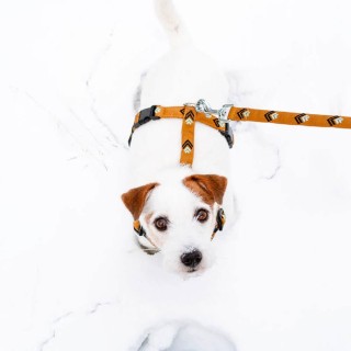 Woolly Wolf Sea To Summit Hundeleine