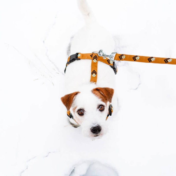 Woolly Wolf Sea To Summit Hundeleine