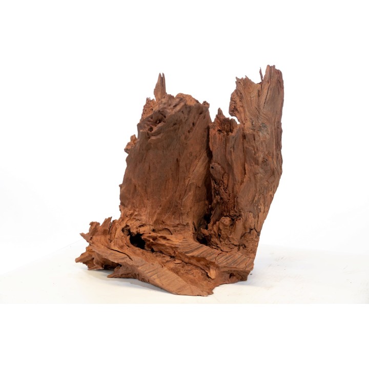 Olibetta Mangrove - 1 Stk