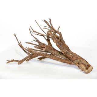 Olibetta Talawa - 1 Stk