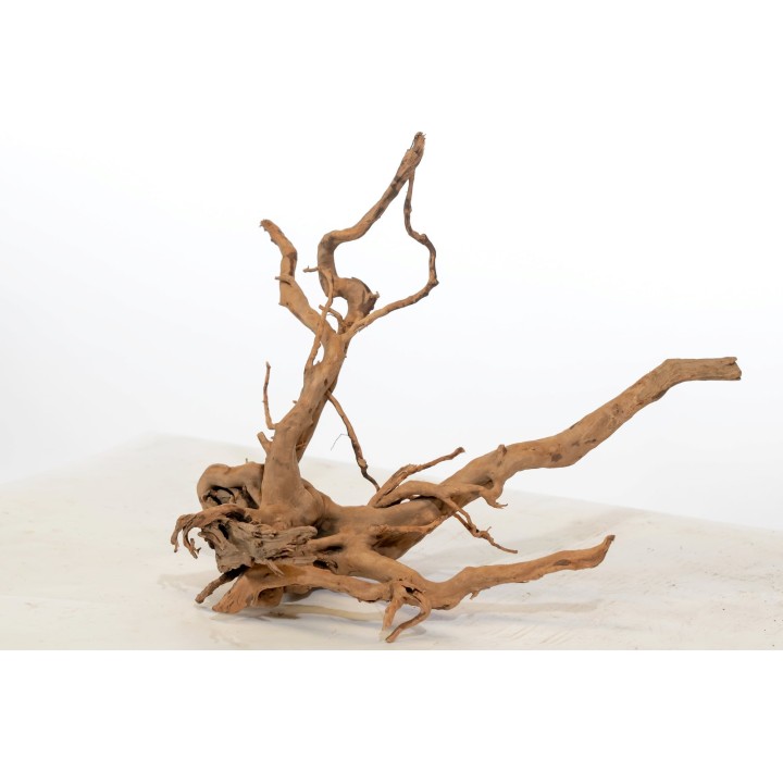 Olibetta Rote Moorwurzel - S