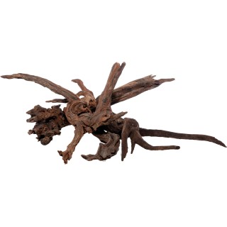 Olibetta Flusswurzel - S