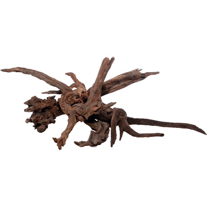 Olibetta Flusswurzel - S