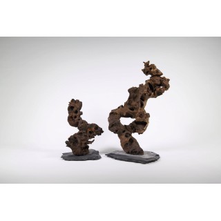 Olibetta Kongo Baum auf Schiefer - M