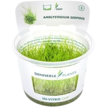 Dennerle Plants Amblystegium serpens CUP - 1 Stk