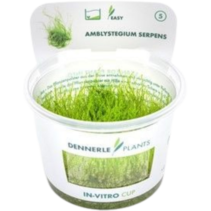 Dennerle Plants Amblystegium serpens CUP - 1 Stk