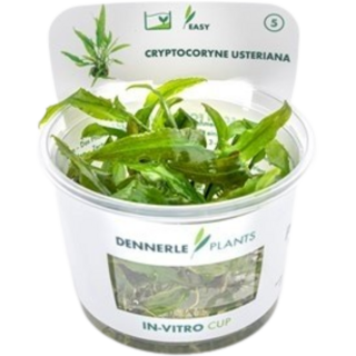 Dennerle Plants Cryptocoryne usteriana CUP - 1 Stk