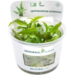 Dennerle Plants Cryptocoryne usteriana CUP - 1 Stk