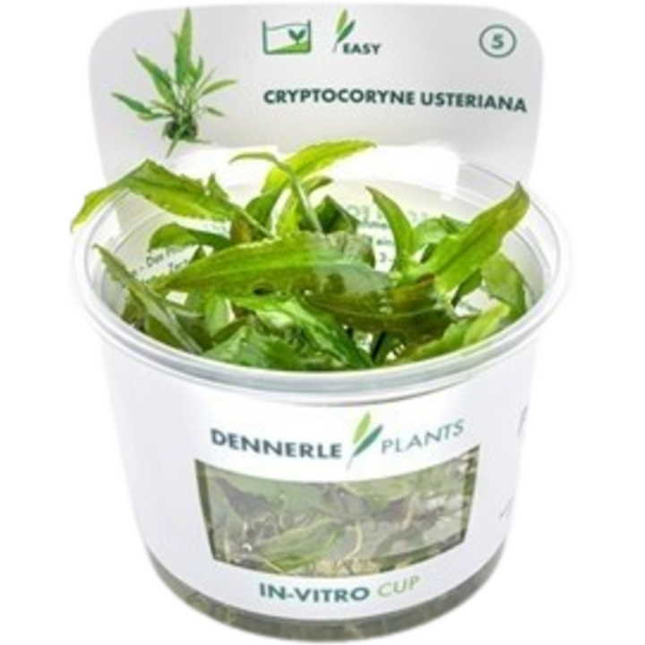 Dennerle Plants Cryptocoryne usteriana CUP - 1 Stk