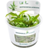 Dennerle Plants Cryptocoryne usteriana CUP - 1 Stk