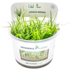 Dennerle Plants Juncus repens CUP - 1 Stk