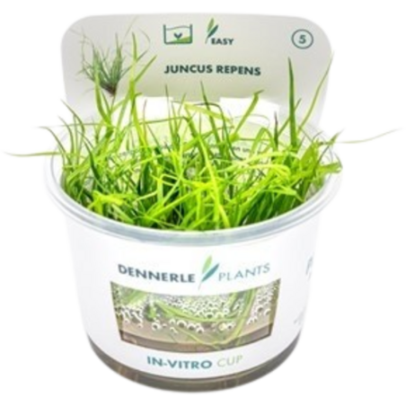 Dennerle Plants Juncus repens CUP - 1 Stk