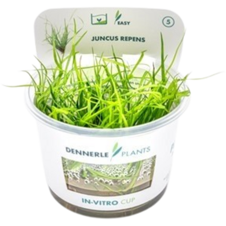 Dennerle Plants Juncus repens CUP - 1 Stk