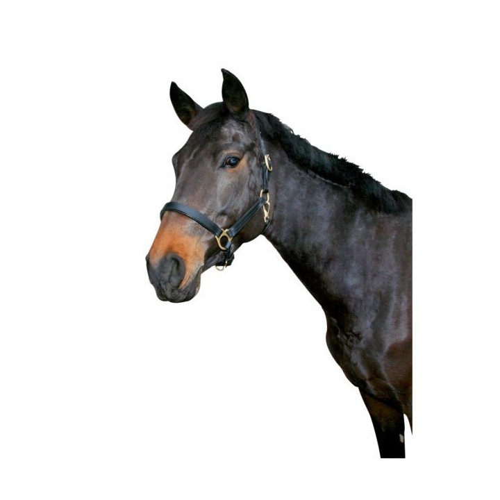 Lederhalfter cob Kerbl eco