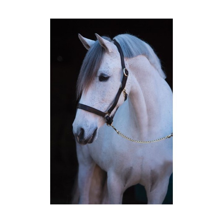 Lederhalfter full Kerbl eco