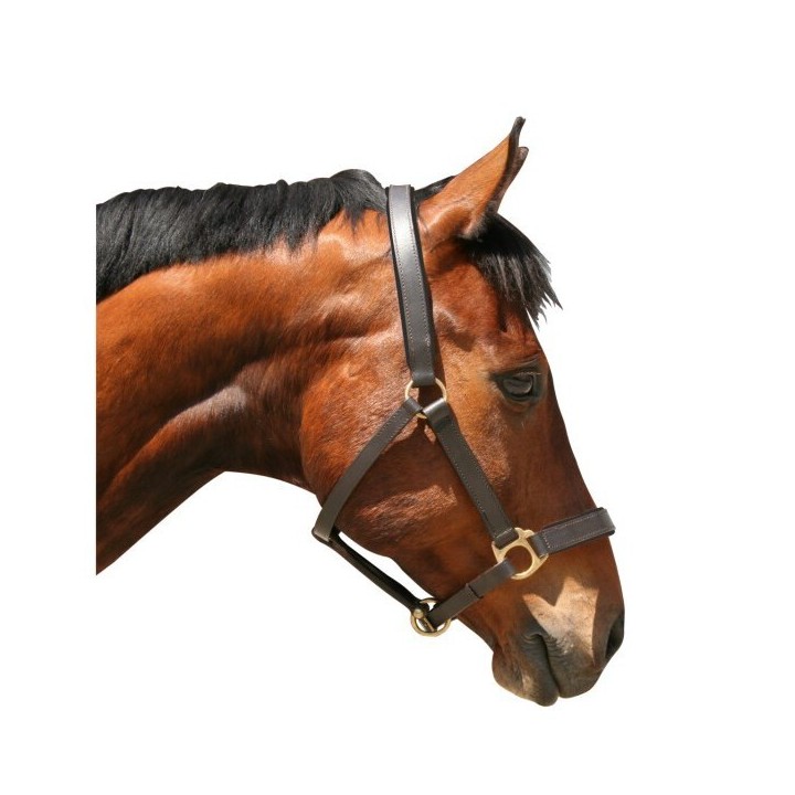 Lederhalfter xfull Kerbl eco